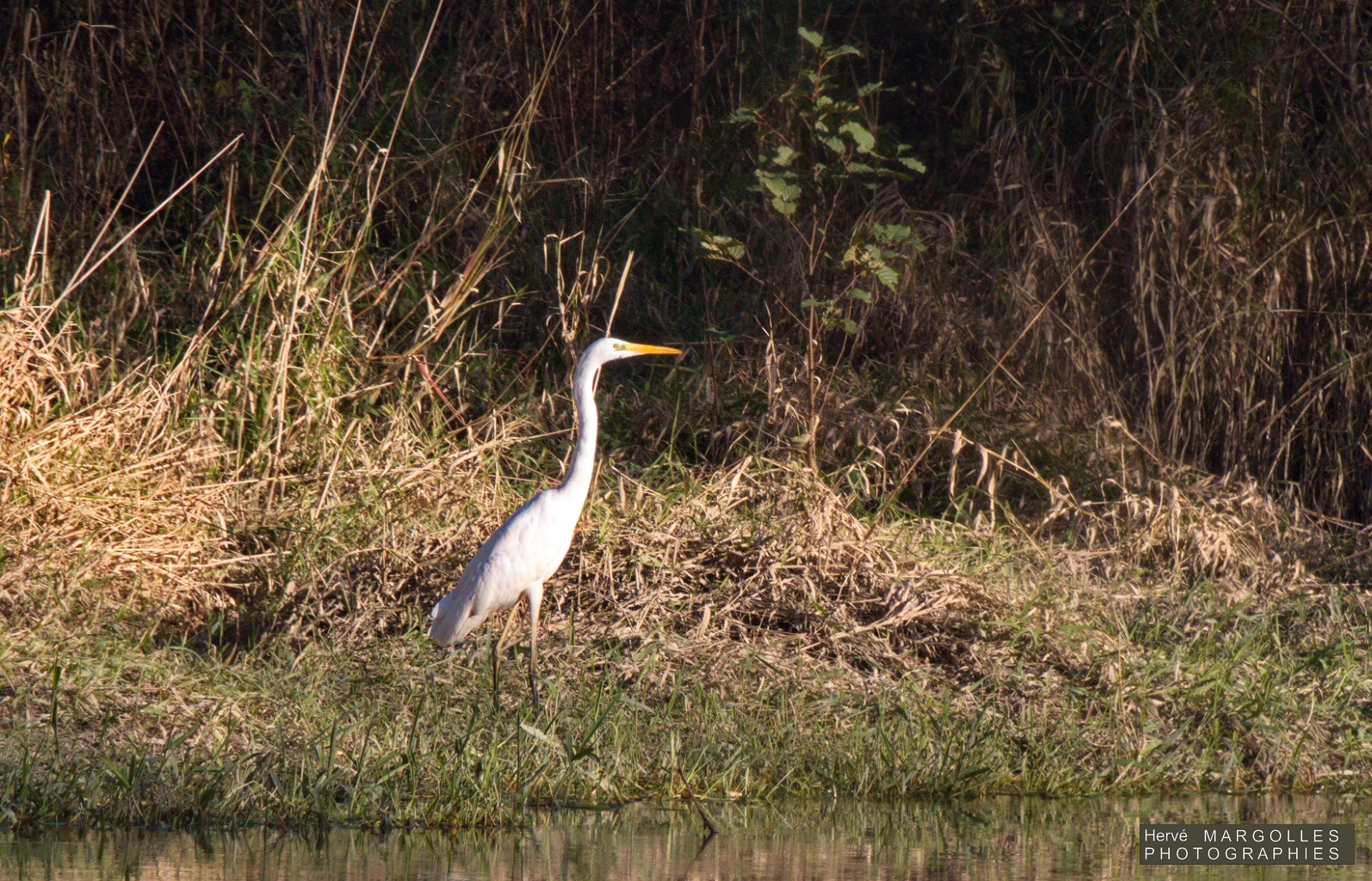 Grande aigrette-01.jpg